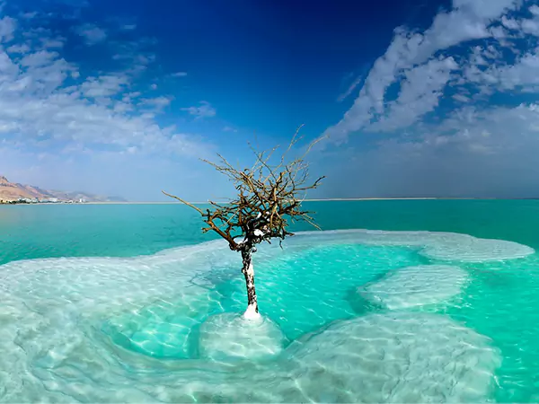 Dead Tree in the Dead Sea