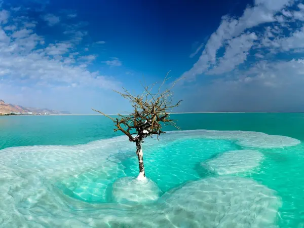 Dead Tree in the Dead Sea