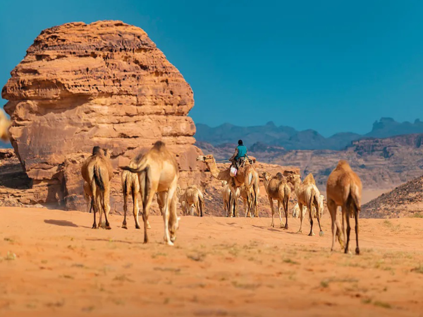 Camels Walking in Wadi Rum
